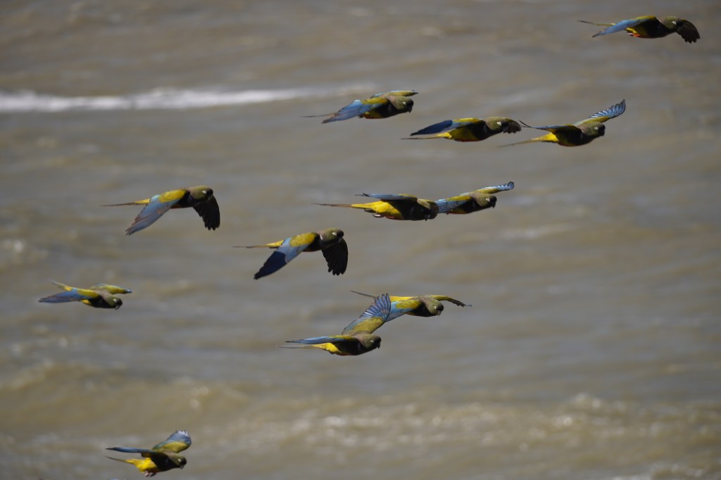 From pärrots to&nbsp;parröts