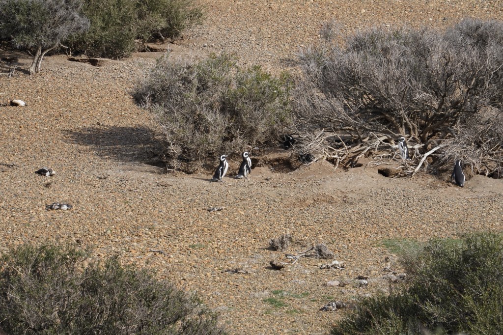 After Valdez came the big nothing … and&nbsp;pengüins