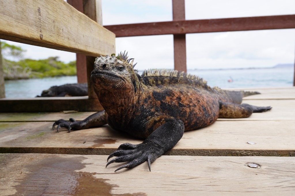 The Väcation from the&nbsp;Jöurney