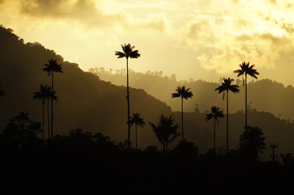 Volcanös, pälm trees and&nbsp;cöffee